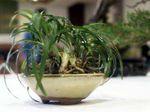 Photo House Plants Black Dragon, Lily-turf, Snake's beard (Ophiopogon), green