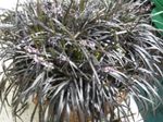 φωτογραφία Εσωτερικά φυτά Μαύρος Δράκος, Κρίνο-Χλοοτάπητα, Γενειάδα Φιδιού (Ophiopogon), χρυσαφένιος