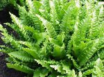 Photo House Plants Phyllitis (Phyllitis scolopendrium), green