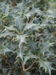 Фото Домашние Растения Османтус кустарники (Osmanthus), серебристый