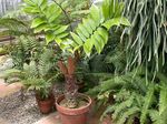foto Le piante domestiche Florida Arrowroot gli alberi (Zamia), verde