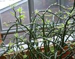 Fil Krukväxter Jacobs Stege, Devils Backbone buskar (Pedilanthus), spräcklig
