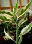 снимка Интериорни растения Jacobs Стълба, Дяволи Гръбнак храсти (Pedilanthus), на петна