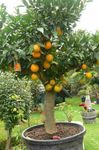 Photo des plantes en pot Orange Douce des arbres (Citrus sinensis), vert