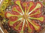 снимка Интериорни растения Кръг Ендивия Росянка (Drosera), светло-зелен