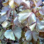 foto As Plantas da Casa Fire Dragon Acalypha, Hoja De Cobre, Copper Leaf arbusto (Acalypha wilkesiana), clarete