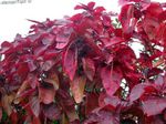 foto Le piante domestiche Drago Di Fuoco Acalypha, Hoja De Cobre, Foglia Di Rame (Acalypha wilkesiana), rosso