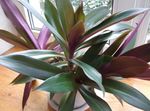 Photo House Plants Rhoeo Tradescantia , purple