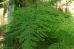 fotografie Plante de Apartament Sparanghel (Asparagus), verde