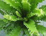 снимка Интериорни растения Spleenwort (Asplenium), зелен