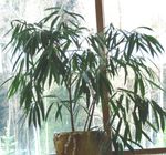 Photo des plantes en pot Bambou (Bambusa), vert