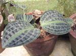 Nuotrauka Kambariniai Augalai Geogenanthus, Seersucker Augalų , margas