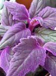Nuotrauka Kambariniai Augalai Violetinė Aksomas Augalų, Bičių Aksomas Augalų (Gynura aurantiaca), violetinė