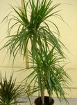 foto Le piante domestiche Dracaena , verde
