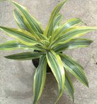 foto Le piante domestiche Dracaena , eterogeneo