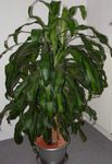 foto Le piante domestiche Dracaena , eterogeneo