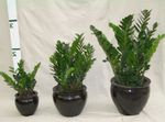 foto Le piante domestiche Ragazzo Grasso (Zamiaculcas zamiifolia), scuro-verde