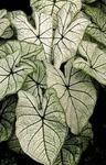 フォト 観葉植物 Caladium , 銀色
