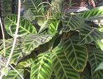照 室内植物 竹芋，斑马厂，孔雀厂 (Calathea), 杂色