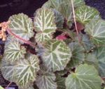 Photo House Plants Pedlar's Basket, Rowing Sailor, Strawberry Geranium (Saxifraga stolonifera), motley