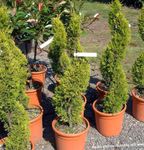 foto Le piante domestiche Cipresso gli alberi (Cupressus), chiaro-verde