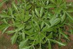 Photo des plantes en pot Arbre Rocher De Chou (Cussonia natalensis), clair-vert