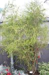 Photo House Plants Melaleuca tree , green