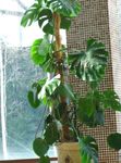 Photo House Plants Split Leaf Philodendron liana (Monstera), dark green