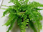 Photo House Plants Sword Ferns (Nephrolepis), green