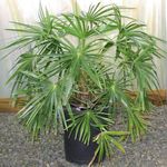 Purskkaev Palm