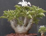 Photo des plantes en pot Pachypodium , vert