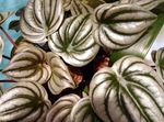 Фото Домашние Растения Пеперомия (Peperomia), серебристый