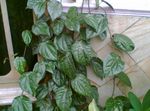 照 室内植物 西里伯斯辣椒，花椒瑰丽 藤本植物 (Piper crocatum), 深绿
