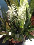 kuva Sisäkasvit Sansevieria , pilkullinen
