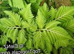 фотографија Затворене Биљке Селагинелла (Selaginella), светло-зелен