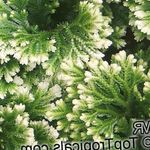 φωτογραφία Εσωτερικά φυτά Selaginella , στιγματισμένος