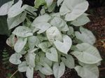 Фото үй өсімдіктер Singonium лиана (Syngonium), күміс