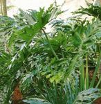 φωτογραφία Εσωτερικά φυτά Φιλόδενδρο (Philodendron), πράσινος