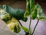 kuva Philodendron Liana ominaisuudet