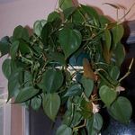 Nuotrauka Kambariniai Augalai Filodendras Liana (Philodendron  liana), žalias