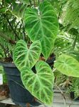 Foto Stueplanter Philodendron Liana (Philodendron  liana), grøn