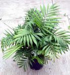 Nuotrauka Kambariniai Augalai Filodendras Liana (Philodendron  liana), žalias