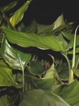 φωτογραφία Εσωτερικά φυτά Αγλαόνημα, Ασήμι Αειθαλής (Aglaonema), πράσινος