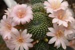 Kóróna Kaktus