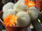 Photo des plantes en pot Couronne Cactus (Rebutia), orange