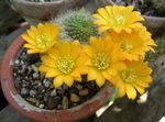 Foto Topfpflanzen Krone Cactus wüstenkaktus (Rebutia), gelb