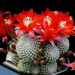 Foto Plantas de salón Cactus Corona cacto desierto (Rebutia), rojo