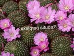 fotografija Sobne rastline Krona Kaktus (Rebutia), lila