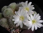 Bilde Stueplanter Krone Kaktus (Rebutia), hvit