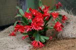 fotografija Sobne rastline Velikonočni Kaktus (Rhipsalidopsis), rdeča